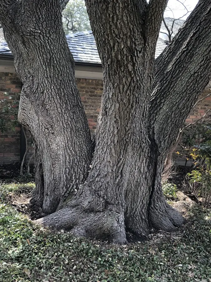 Mature heritage tree close to a Kanosh property cared for by certified arborists